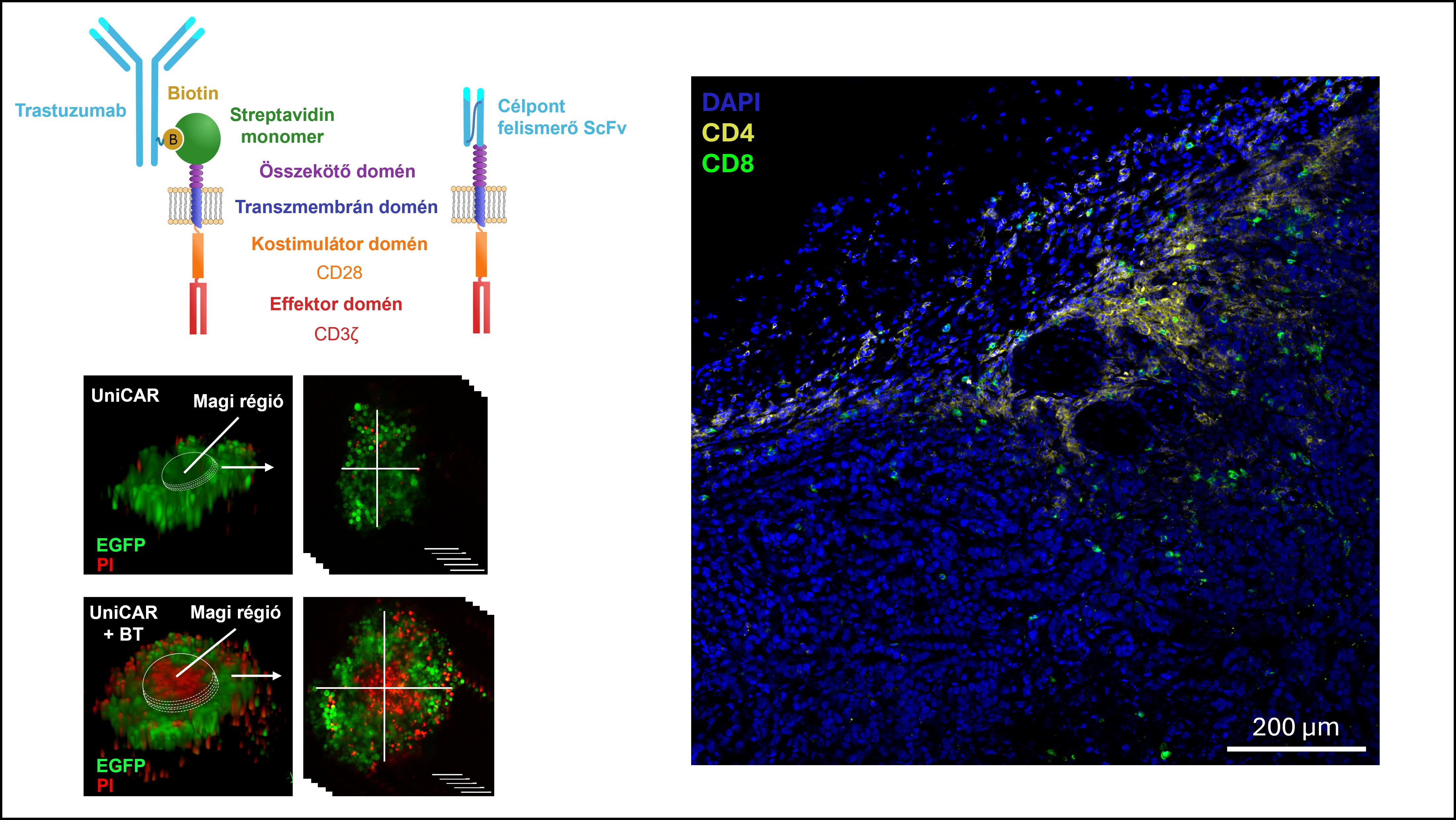 A biotinált trastuzumabbal felszerelt univerzális CAR T sejtek képesek penetrálni tumor szferoidokba és ADCC rezisztens tumor xenograftokba