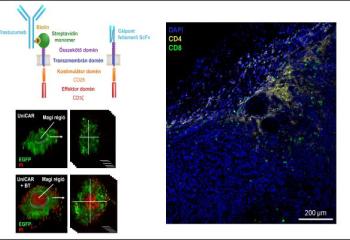 A biotinált trastuzumabbal felszerelt univerzális CAR T sejtek képesek penetrálni tumor szferoidokba és ADCC rezisztens tumor xenograftokba